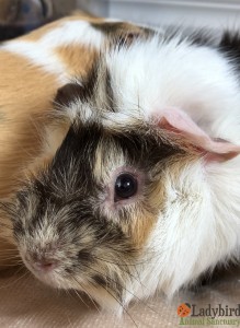 Ted