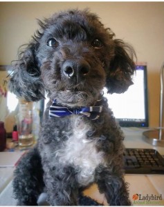 Alfie @ foster