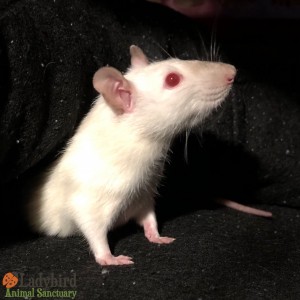 Xena rescue day