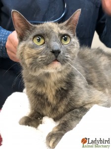 Vera 's rescue day
