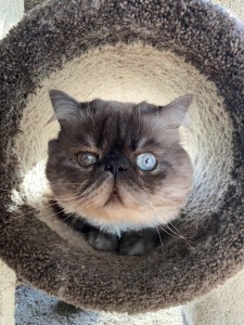 Captain Fuzzy Boots adopted