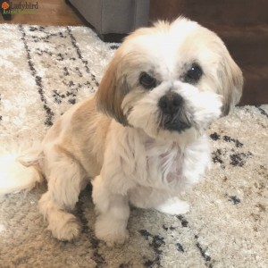 Flo adopted