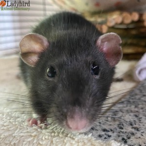 Amelia