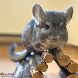Cheerio