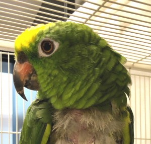 Ham