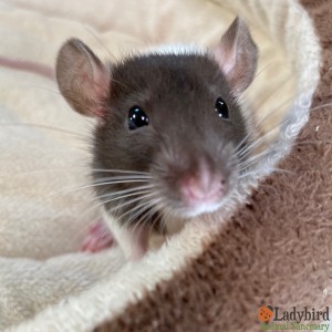 Niblet