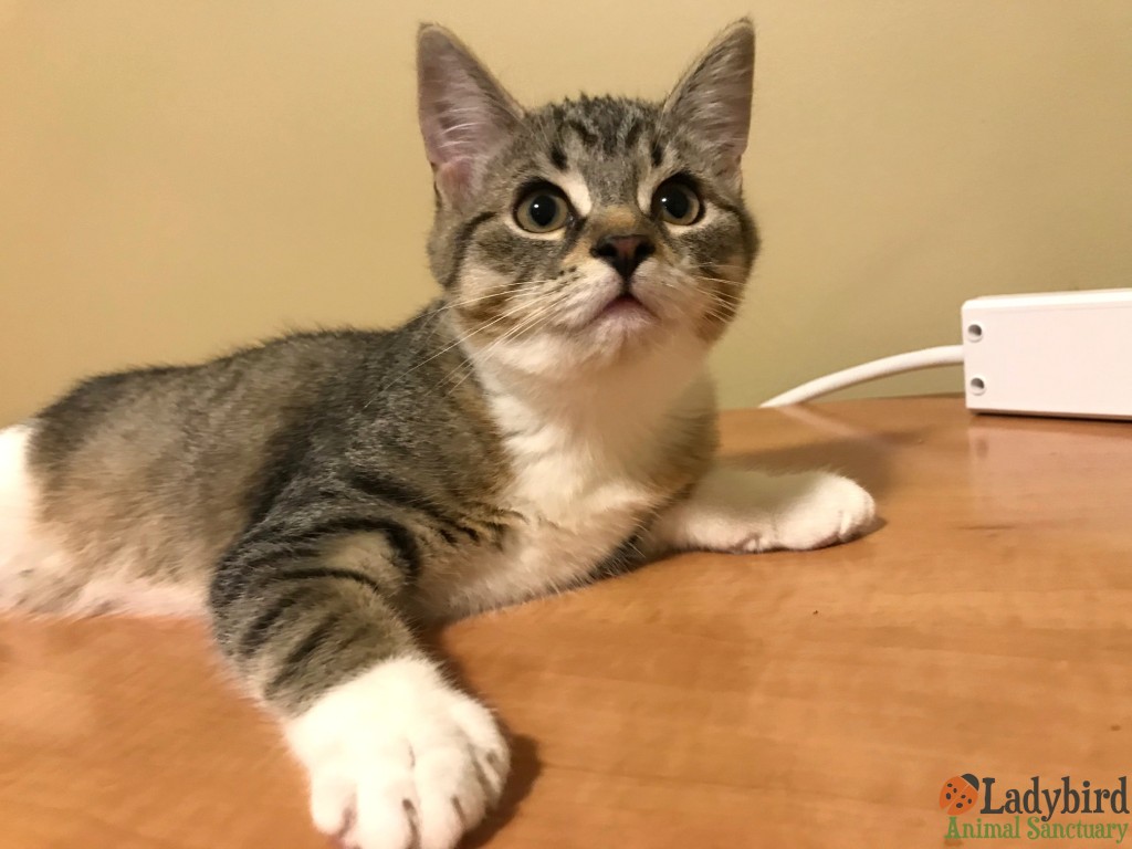 Ozzie
