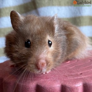 Truffle