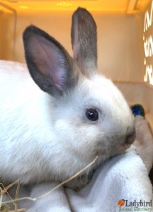 Winnie rescue day