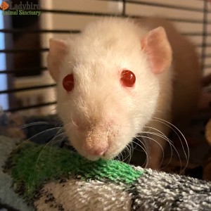 Hattie