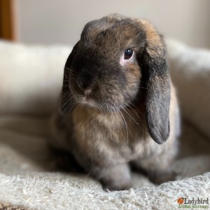 Penelope