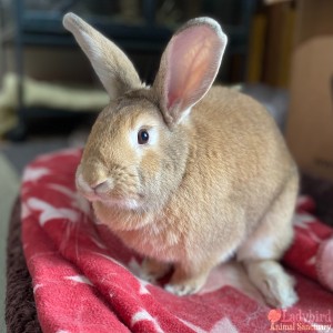 Henrietta