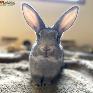 Marvin - 16 weeks old