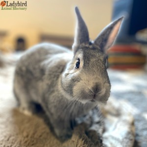 Moby - 16 weeks old