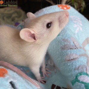 Theodore