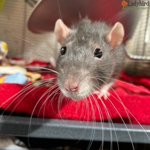 Zorro