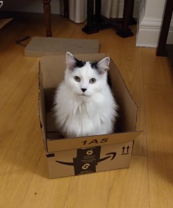 Merlin adopted
