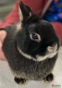 Bagel @ vet