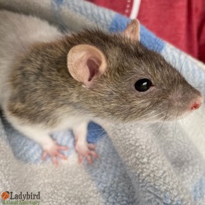 Tula