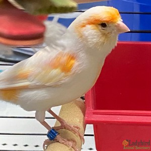 Creamsicle