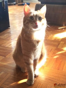 Leroy