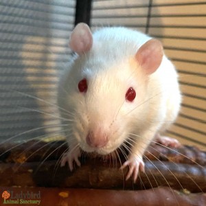 Marshall