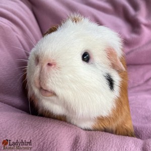 Darwin