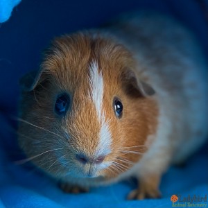 Potato