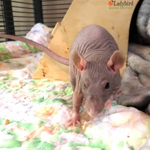 Miss Nibbles