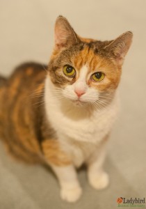 Heidi