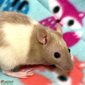 Henry