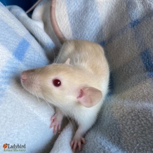 Ratigan