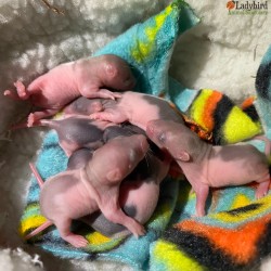Maleficent's babies 1 week old