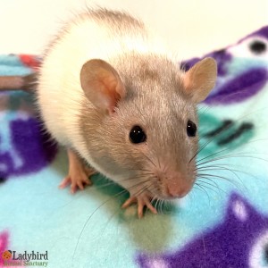 Merlin