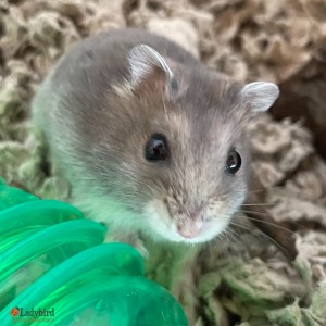 Alfalfa