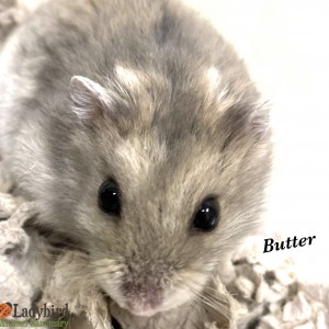 Butter