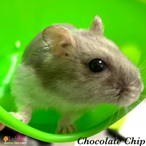 Chocolate Chip