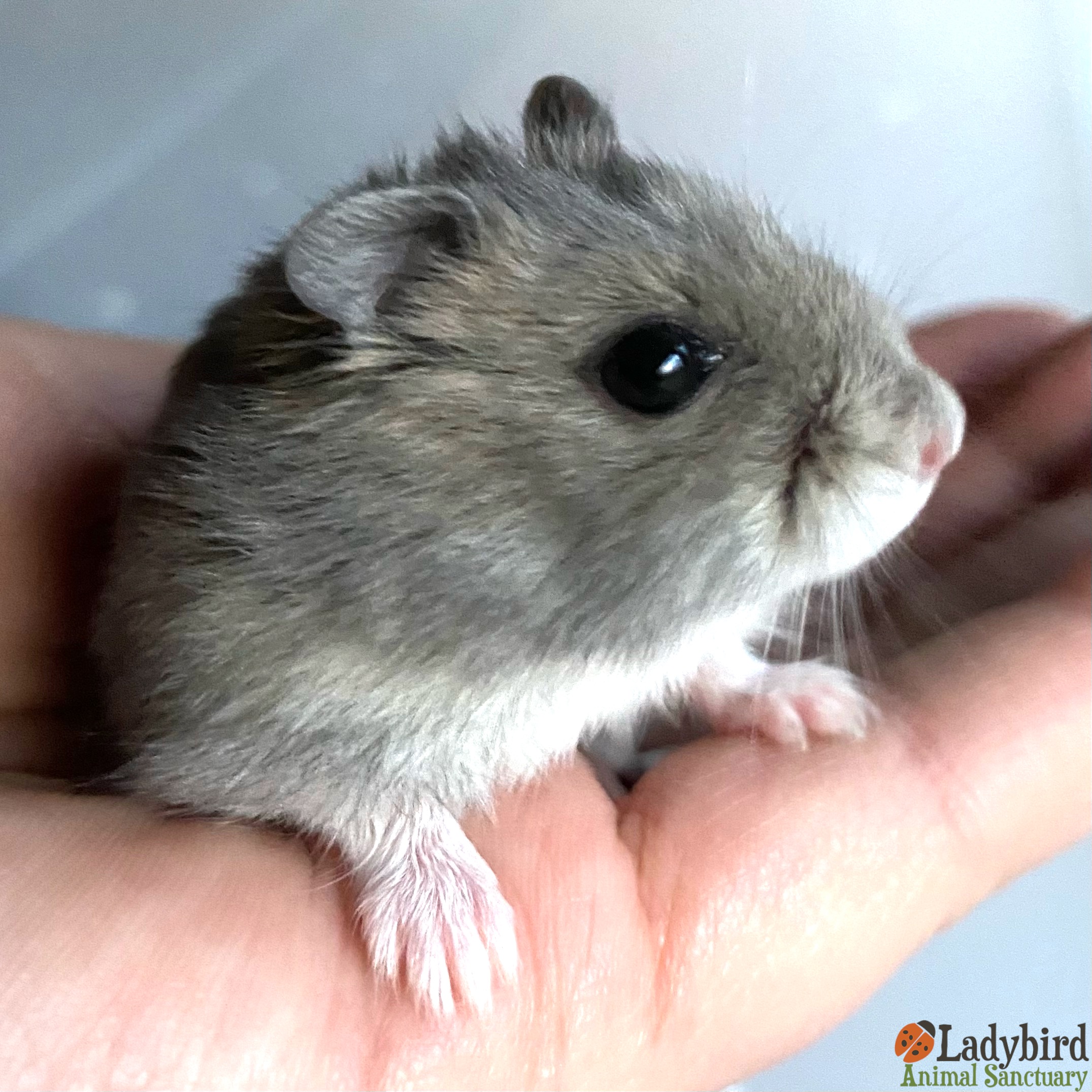 dwarf hamster life span｜TikTok Search
