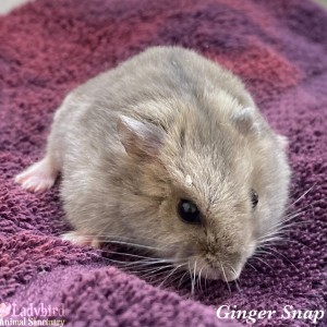 Ginger Snap