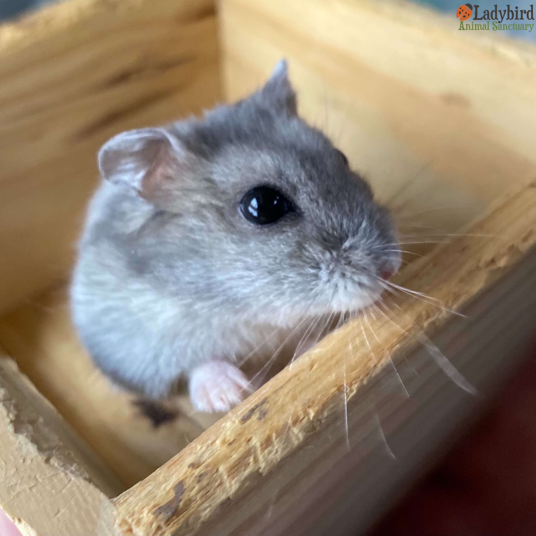 dwarf hamster life span｜TikTok Search