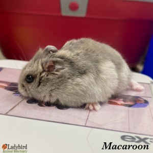 Macaroon