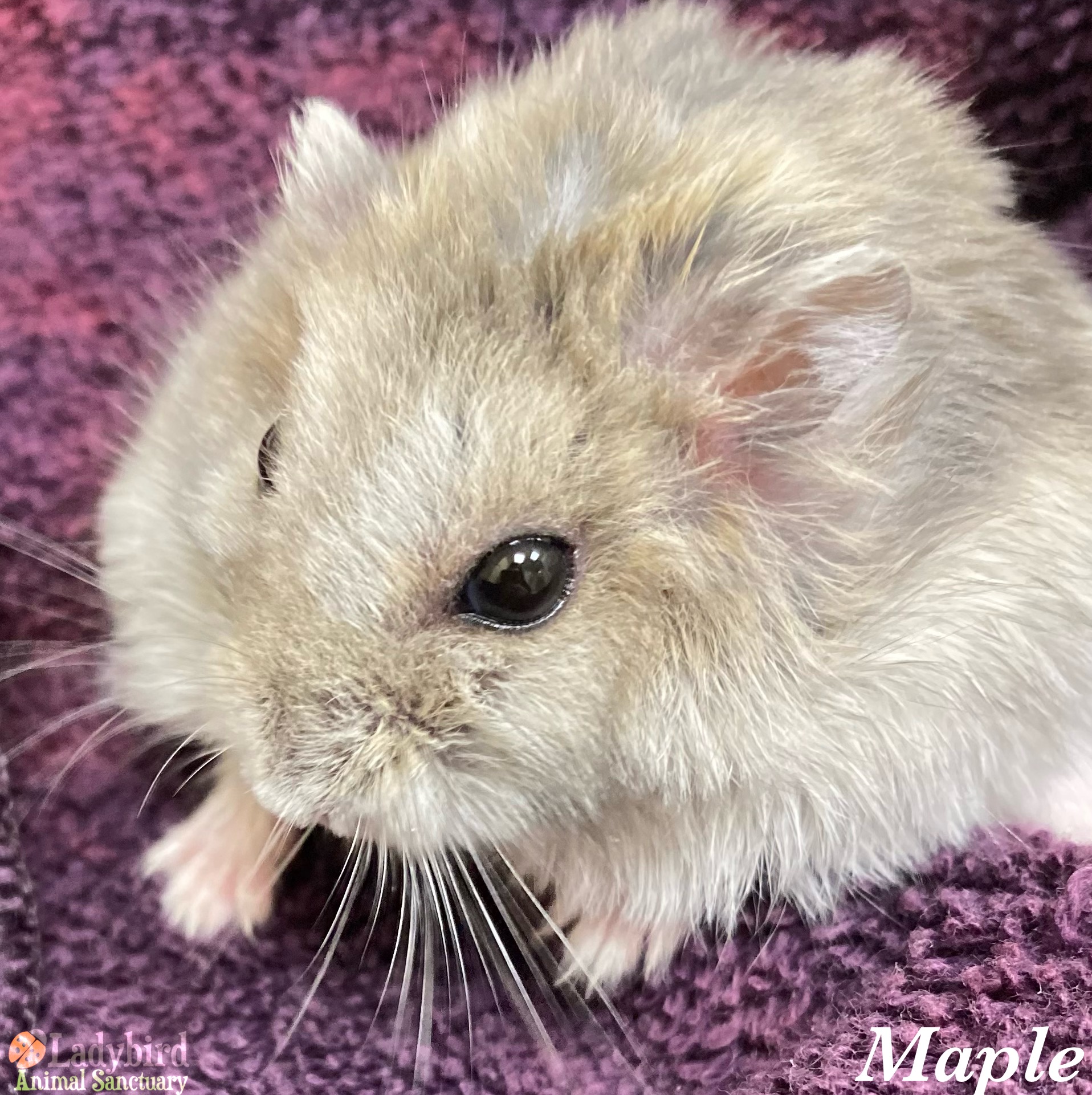 dwarf hamster life span｜TikTok Search