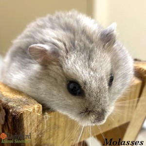 Molasses