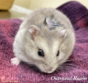 Oatmeal Rasin