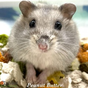 Peanut Butter