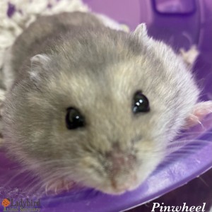 Pinwheel
