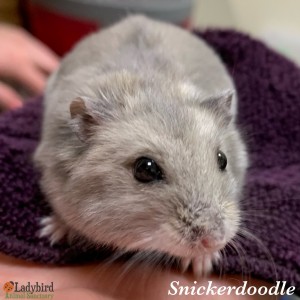 Snickerdoodle