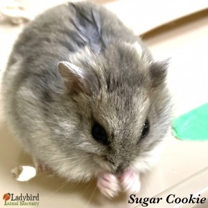 Sugar Cookie