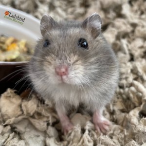 Timothy
