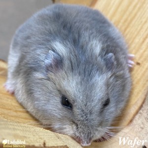 Wafer